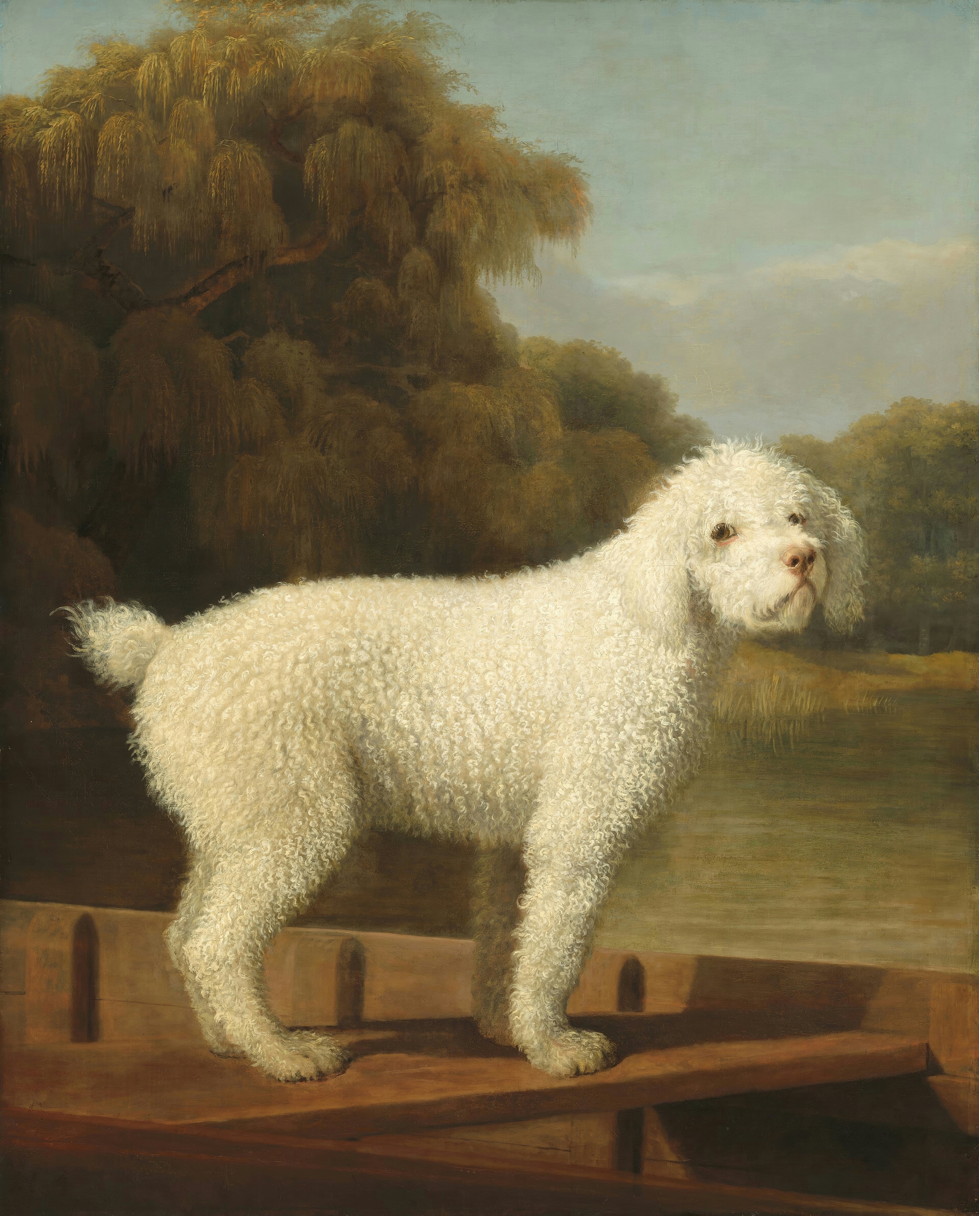 A white curly-coated poodle stands alert in a flat wooden punt on calm water.