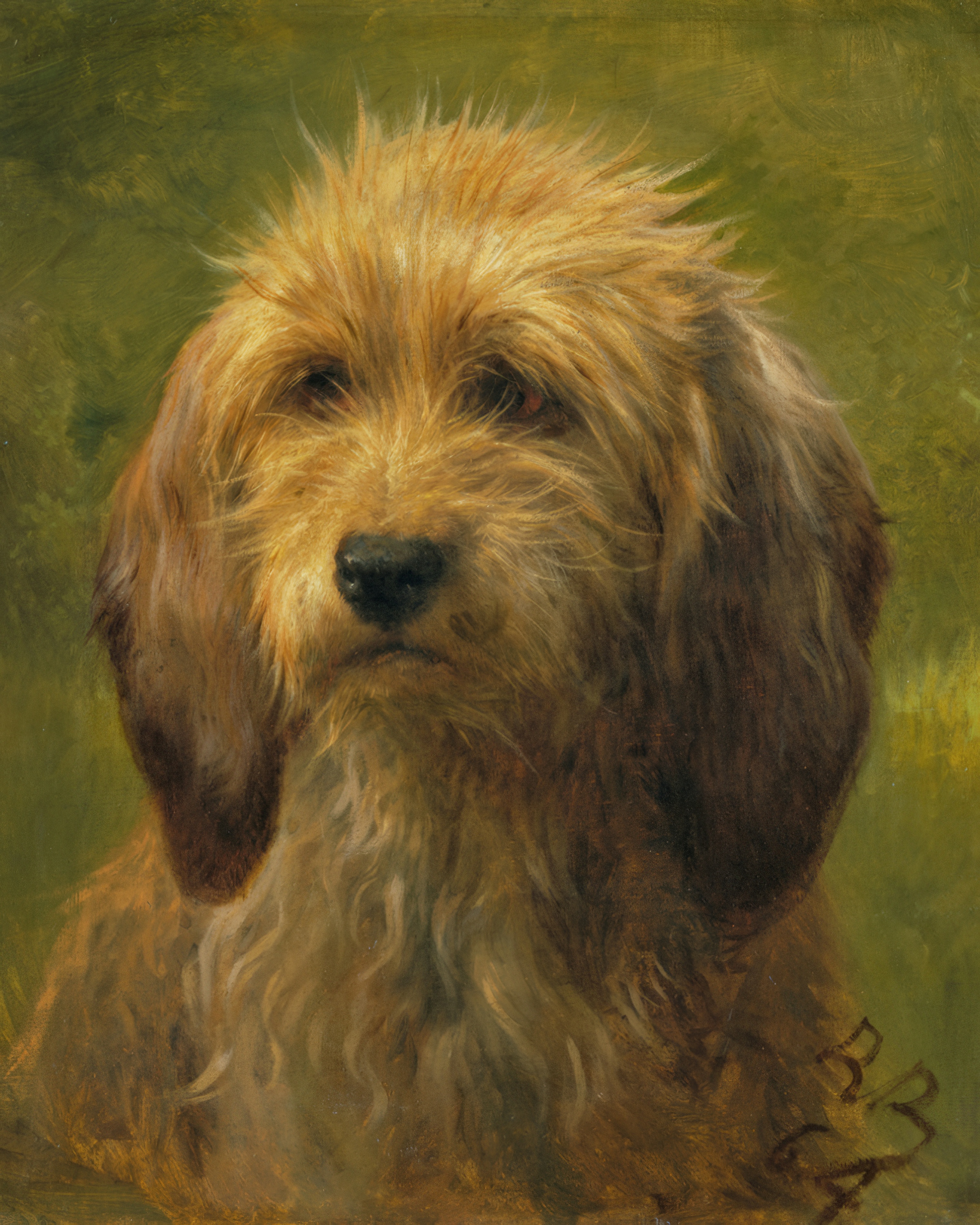 Close-up of a shaggy golden-brown dog with soulful eyes looking just past the viewer.