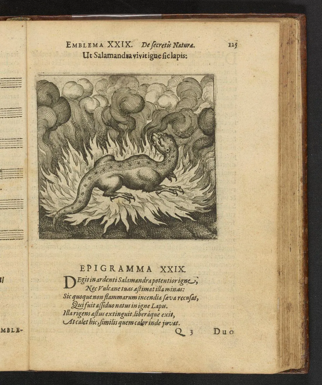 Museum original: The Salamander in the Fire