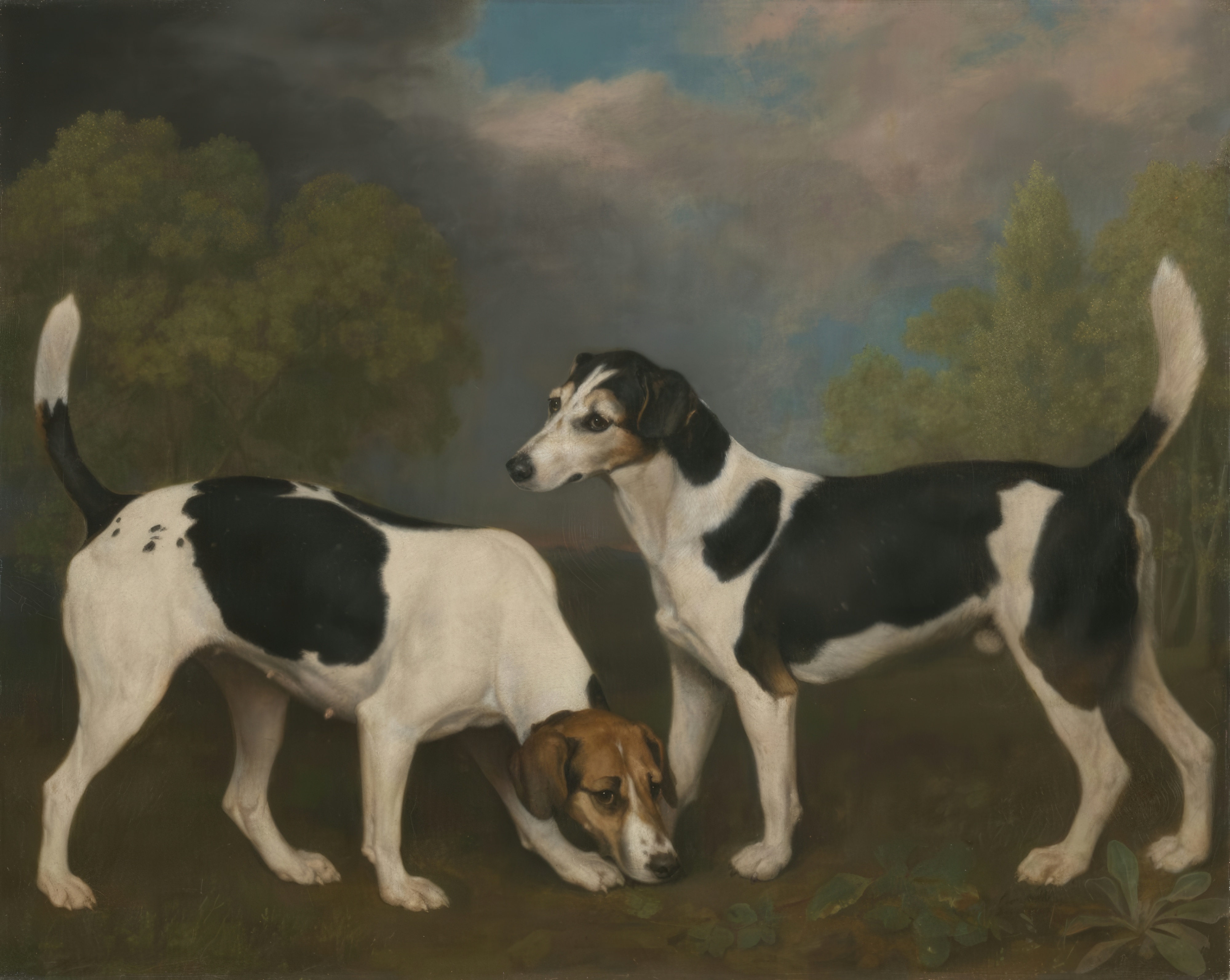 Two white foxhounds with tan markings stand in an open landscape, one nose to the ground and one looking up.