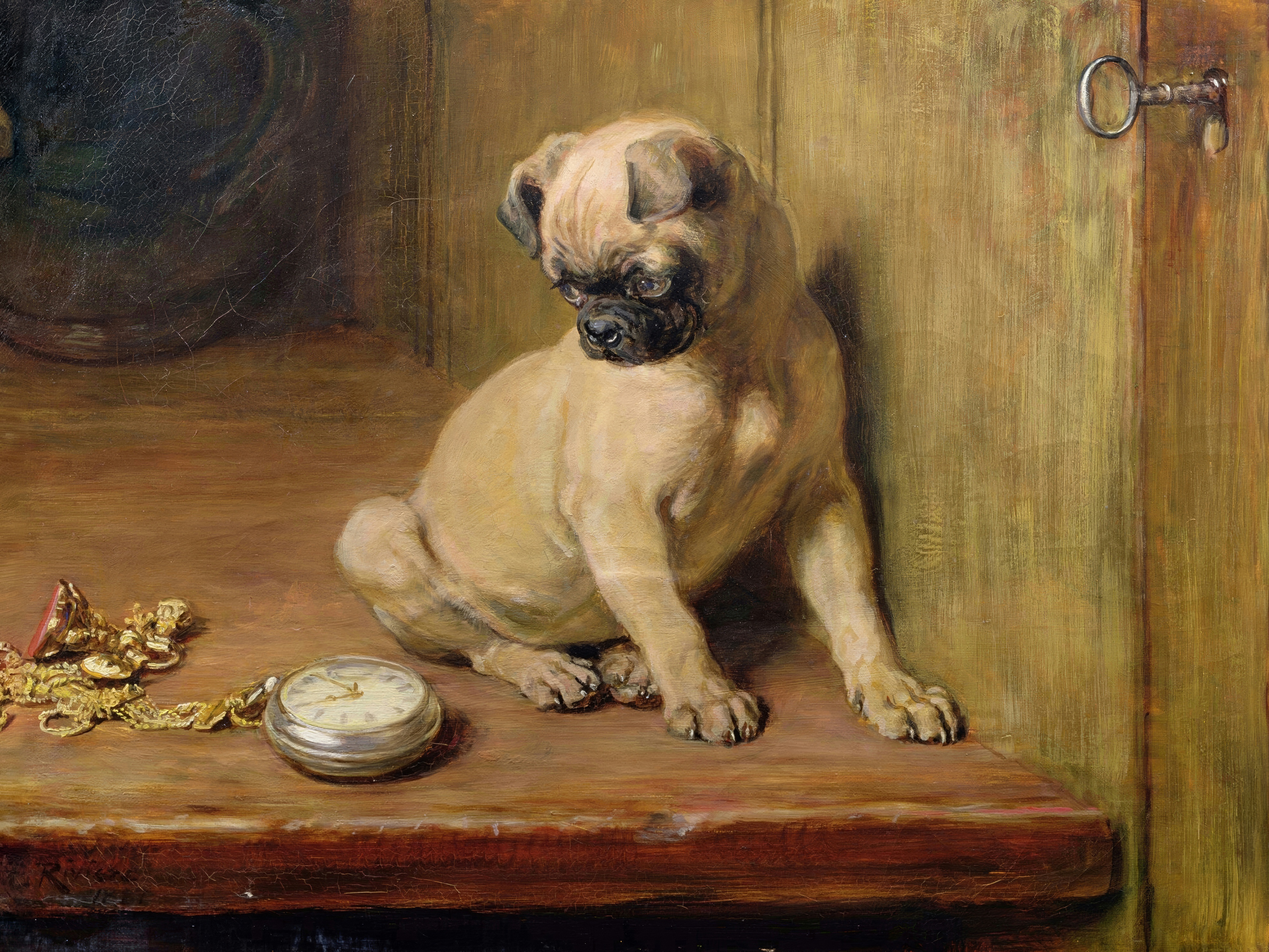 A fawn pug puppy studies a gold pocket watch lying on a wooden shelf.