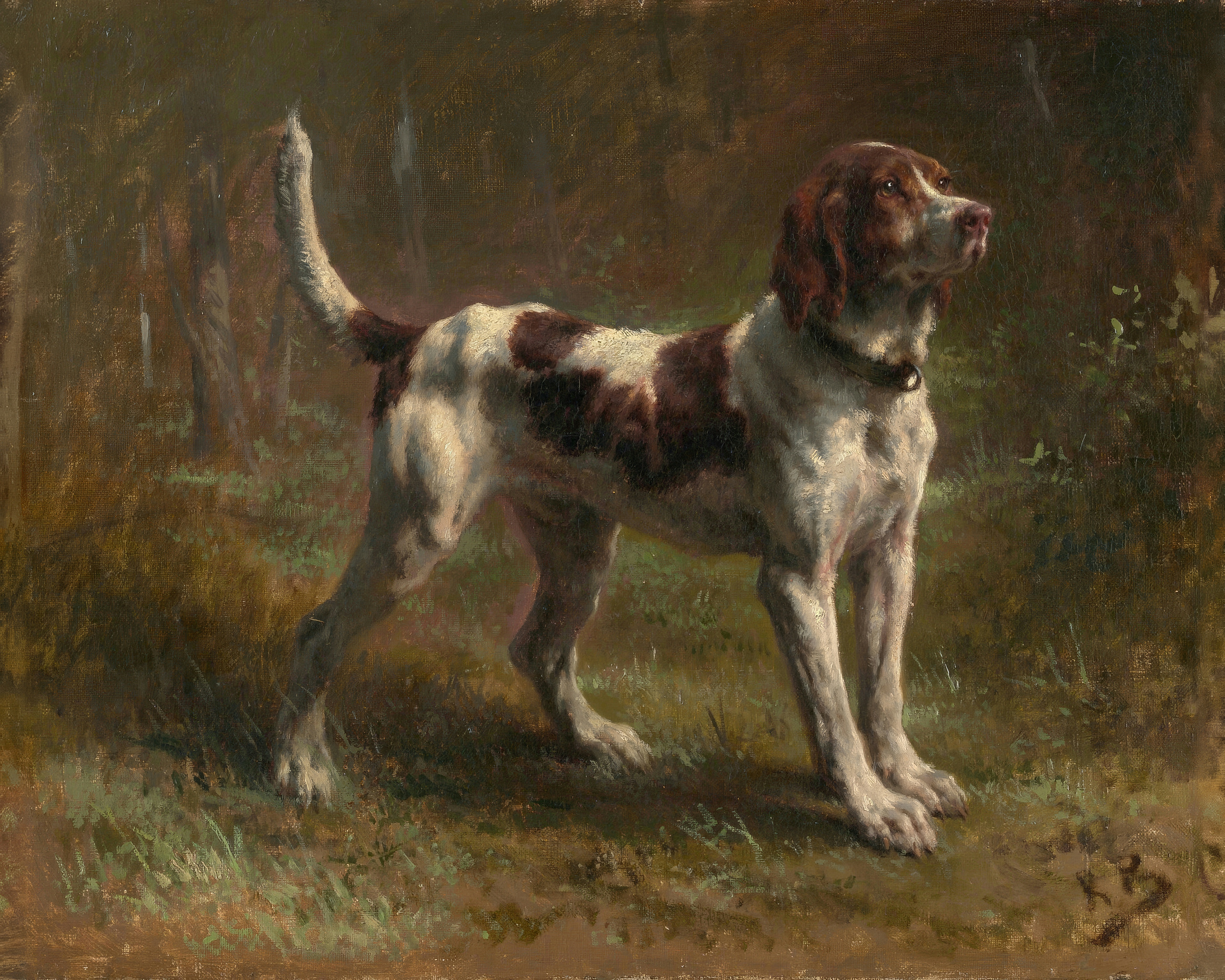 A white and liver hunting hound stands alert in a woodland clearing.