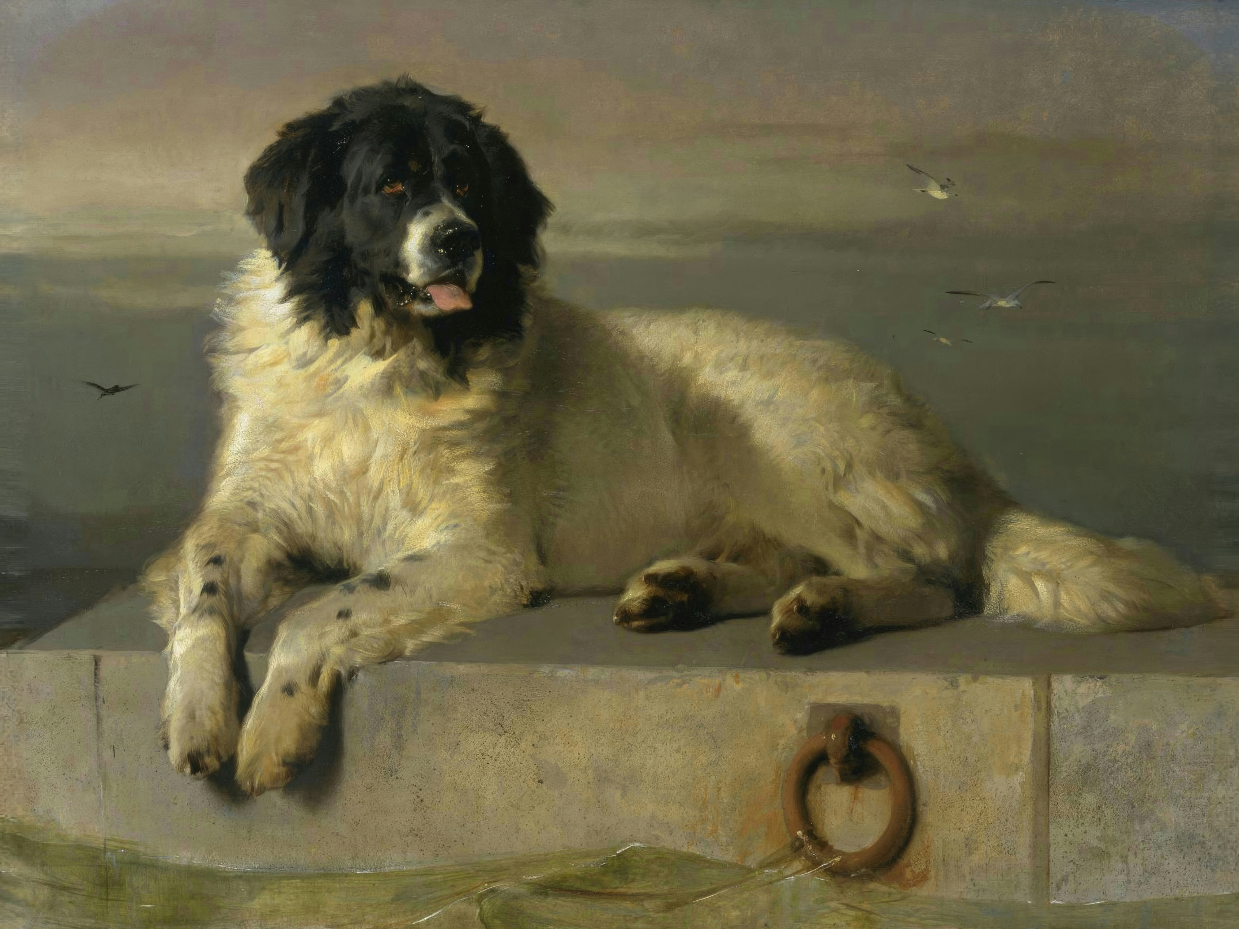 A large black and white Newfoundland dog lies on the edge of a stone quay above grey water, with gulls in the sky.