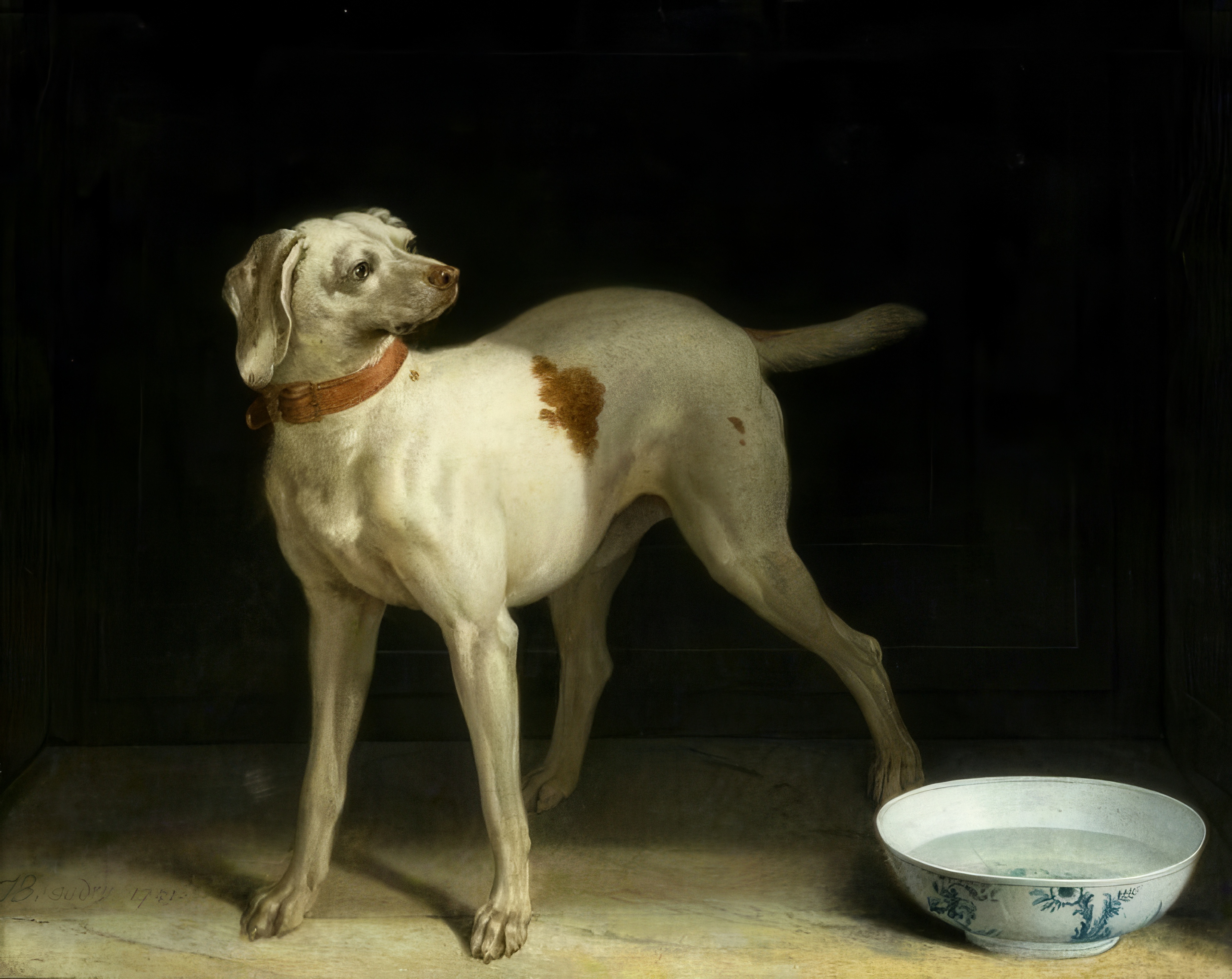 A white hound with a russet patch and a leather collar stands alert against a dark background.