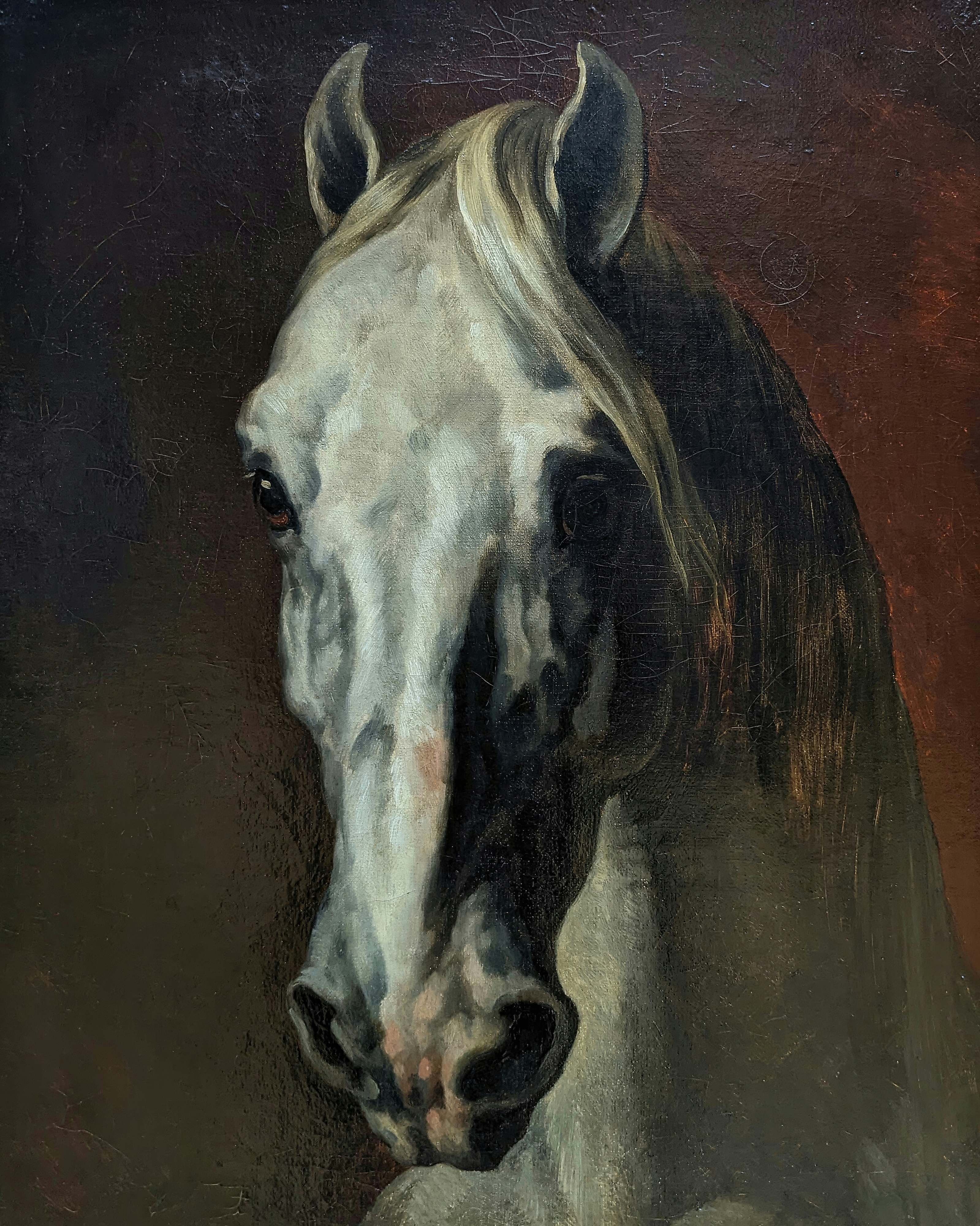 Close-up of a white horse's head emerging from a dark background, ears pricked, eyes shining.