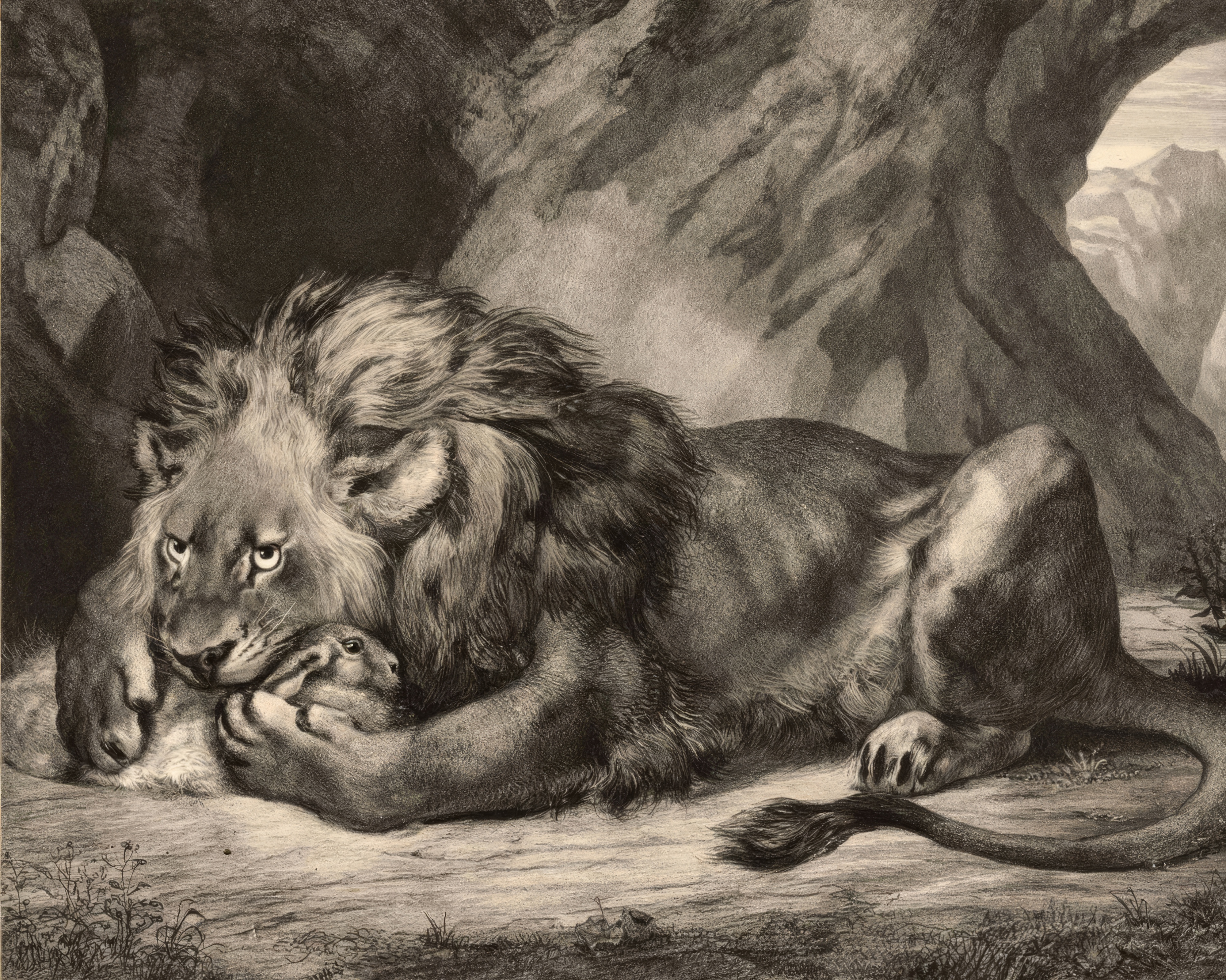 A powerful lion emerges from the shadows of its mountain den.
