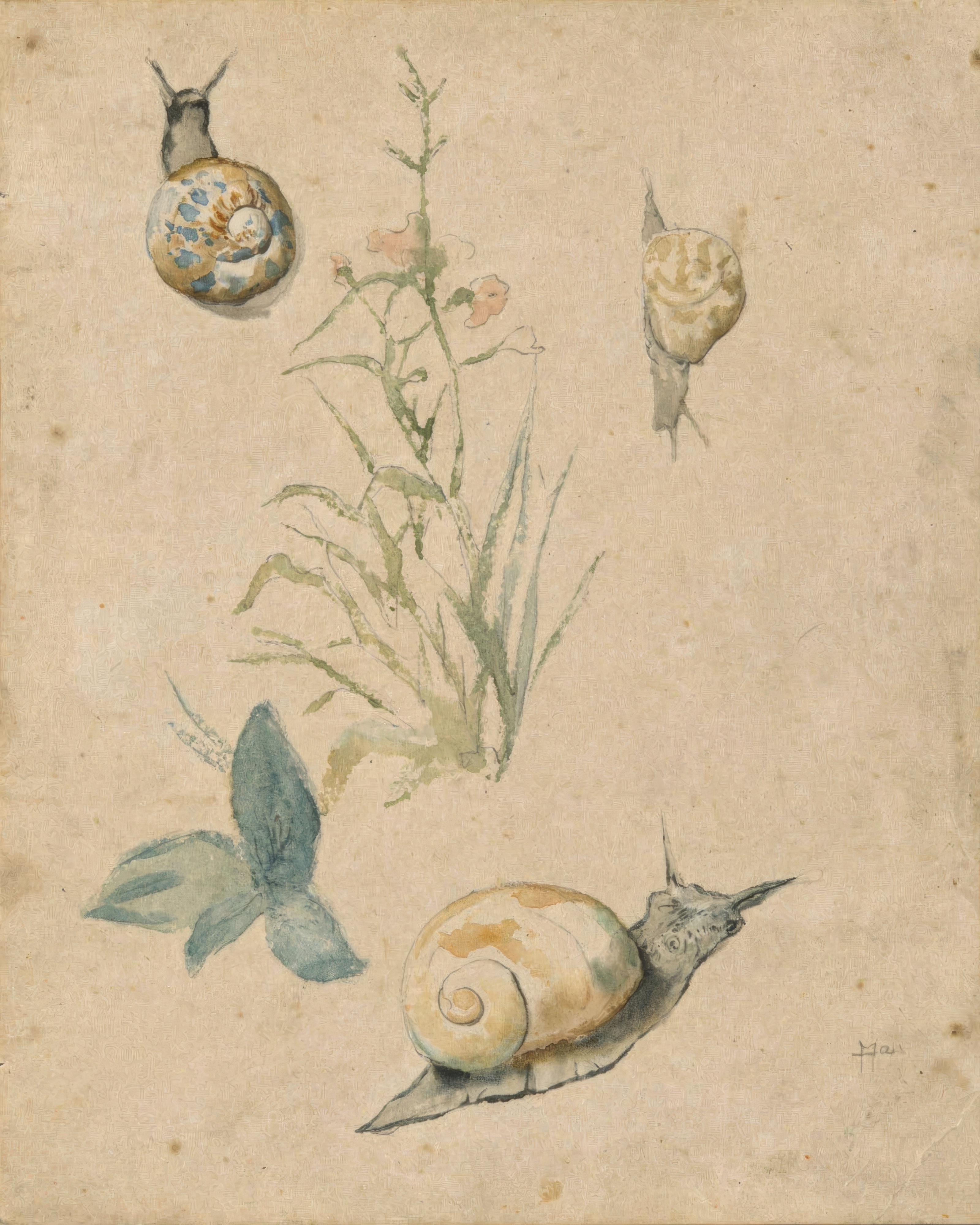 Snails gather around a single flowering plant.