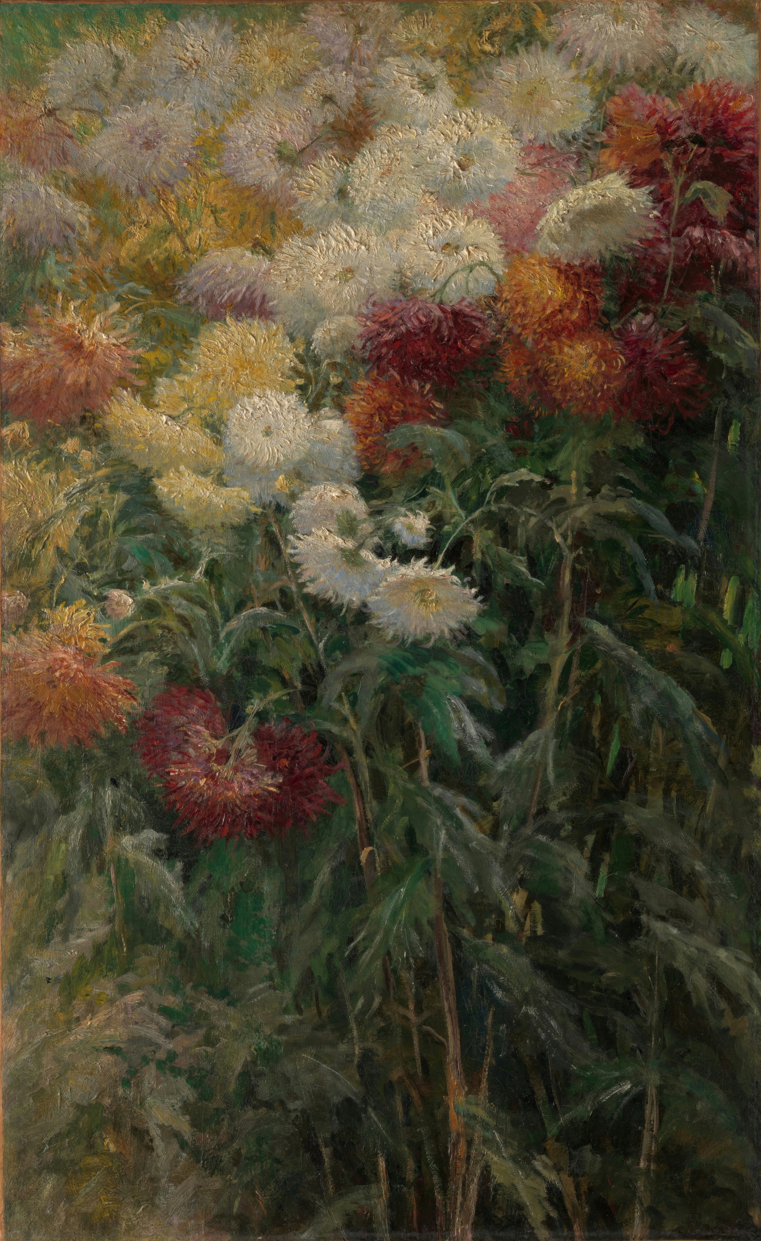 A dense bed of white, yellow and red chrysanthemums filling the whole picture.