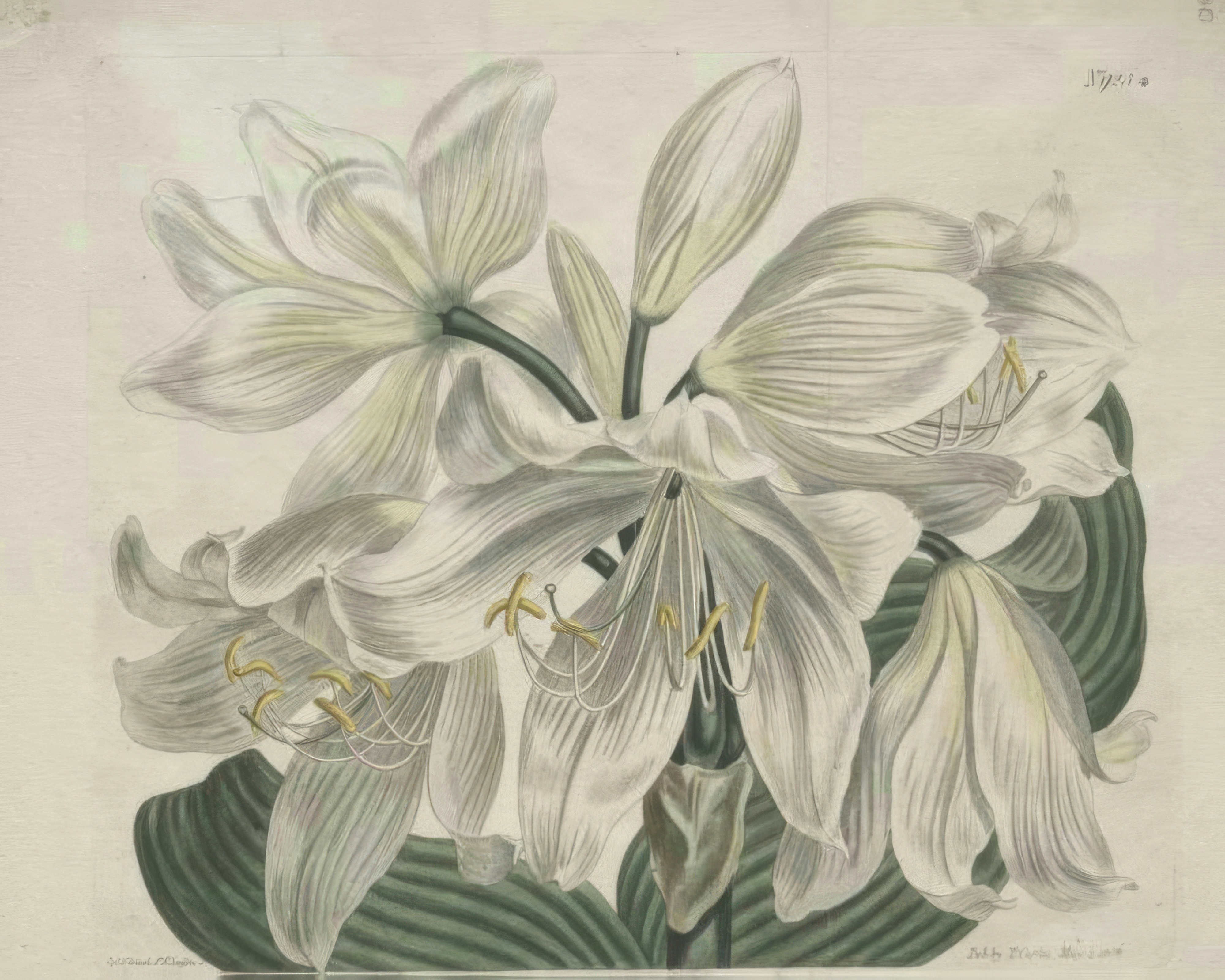 A white lily with long curling petals and slender leaves, drawn with fine lines and pale colour on a white page.