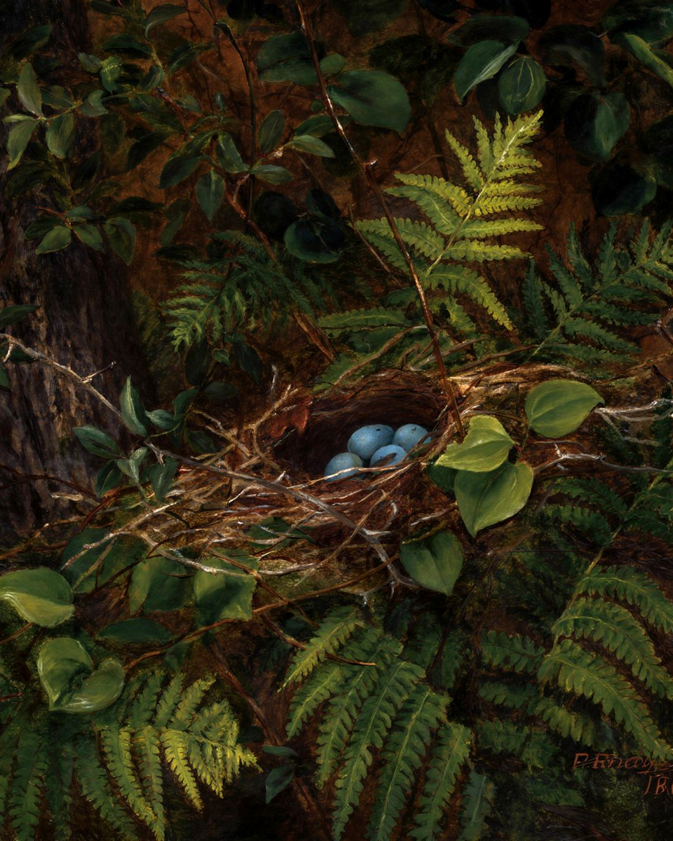 A small bird's nest holding pale blue eggs sits among ferns and leaves on a forest floor.
