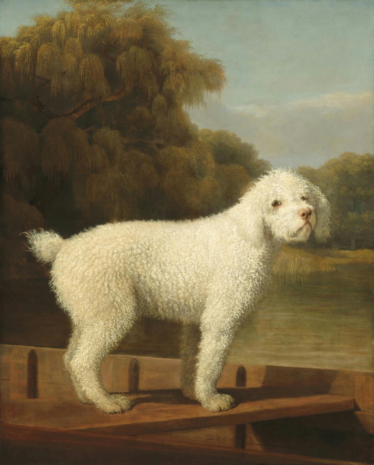 White Poodle in a Punt · Pets pet portrait — custom painted portrait by Fable