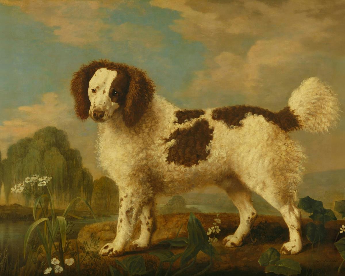 Brown and White Norfolk or Water Spaniel · Pets pet portrait — custom painted portrait by Fable