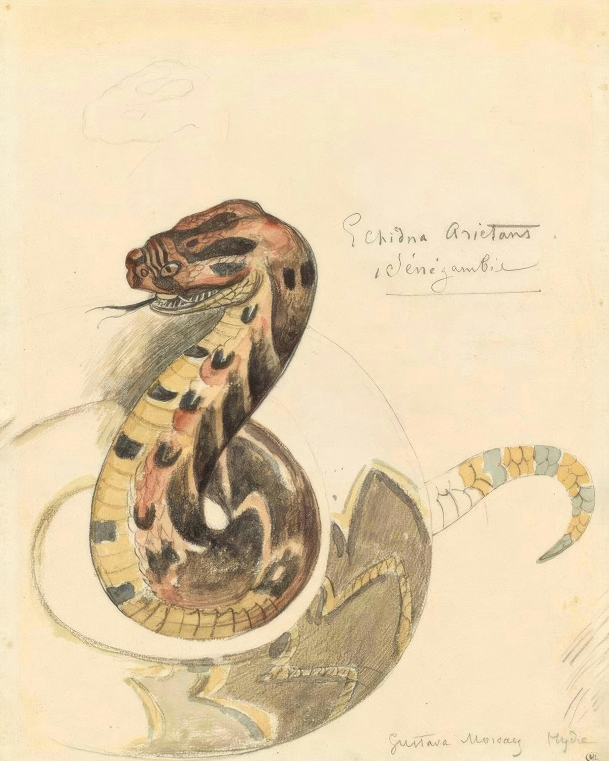 Study of a Striking Viper by Gustave Moreau — archival fine-art print from Fable