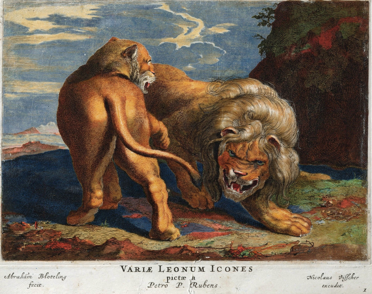 Various Lions by artist: Abraham Blooteling (Dutch, 1640–1690) · after artist: Peter Paul Rubens (Flemish, 1577–1640) — archival fine-art print from Fable