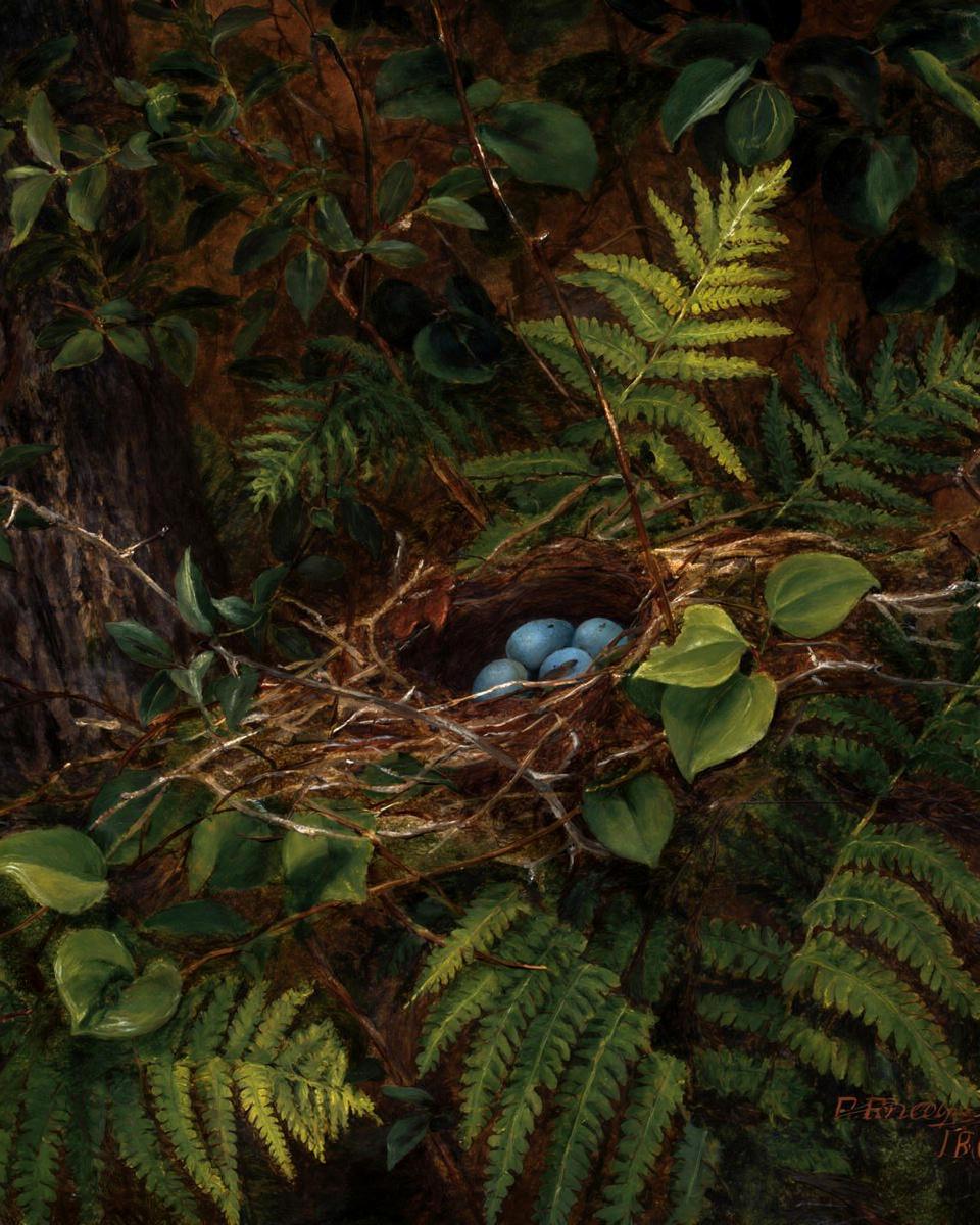 Bird's Nest and Ferns by Fidelia Bridges
American, 1834–1923 — archival fine-art print from Fable