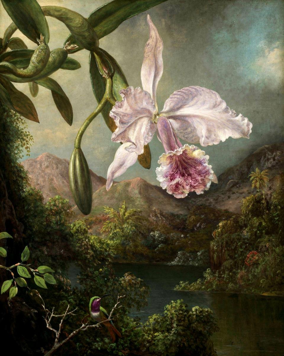 Orchid Blossoms by Martin Johnson Heade — archival fine-art print from Fable