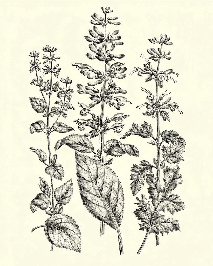 Mexican sage — archival fine-art print from Fable