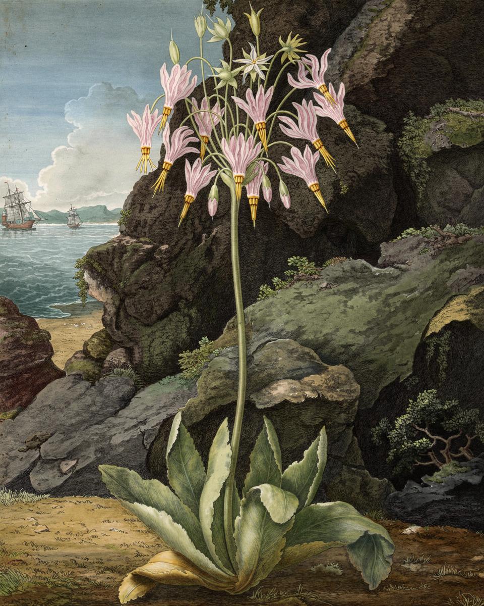 The American Cowslip, Plate 26 by Thomas Warner (English, active 1790–1828), Peter Charles Henderson (British, 1771–1829), Robert John Thornton — archival fine-art print from Fable
