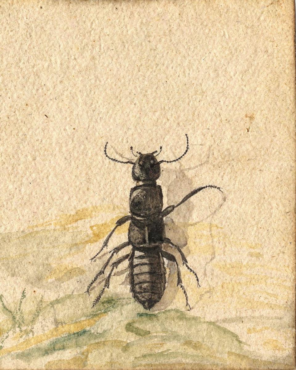 A Black Beetle by Vincent Laurensz van der Vinne — archival fine-art print from Fable