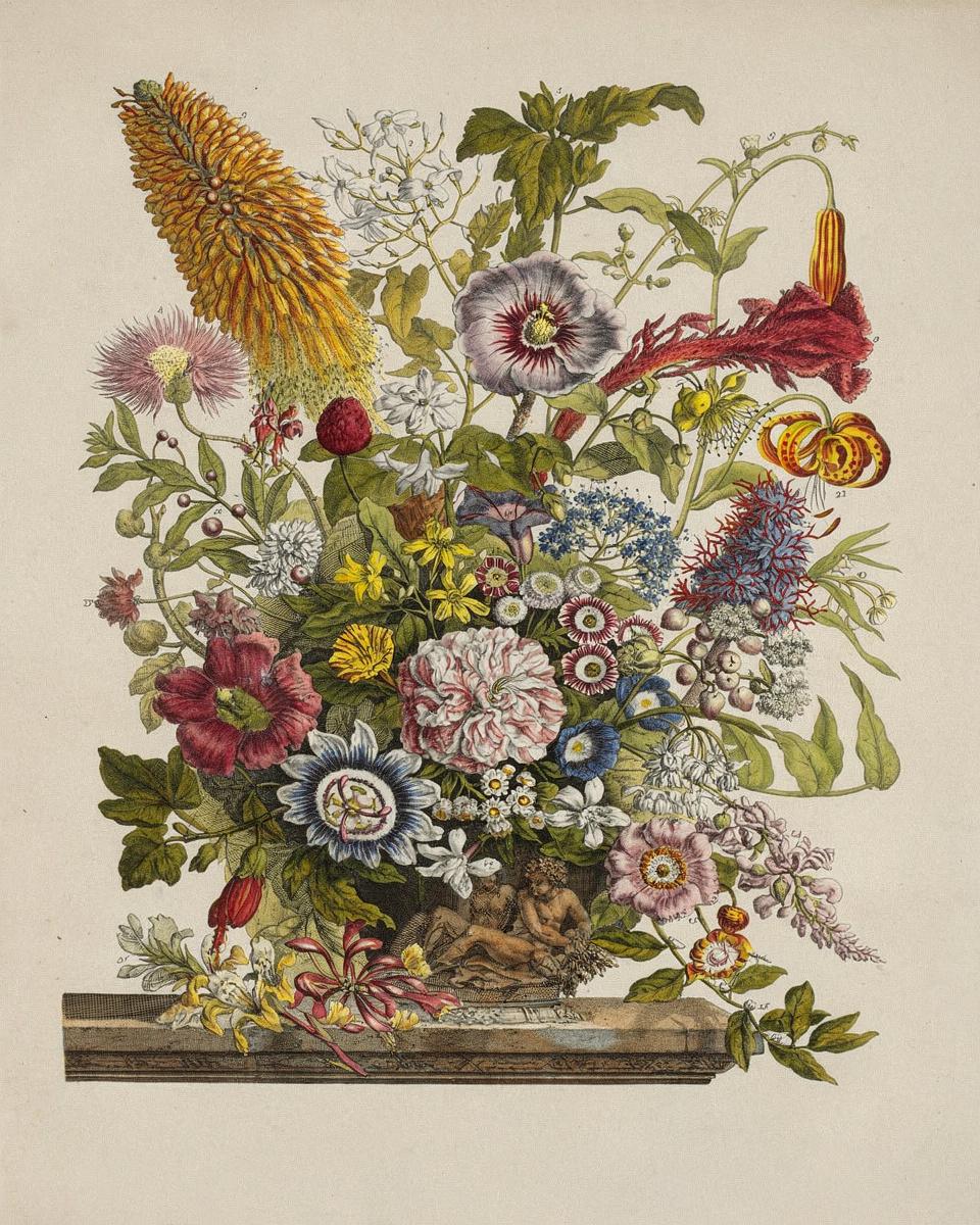 August, from Twelve Months of Flowers by Henry Fletcher (English, 1710-1750)
after Peter Casteels III — archival fine-art print from Fable