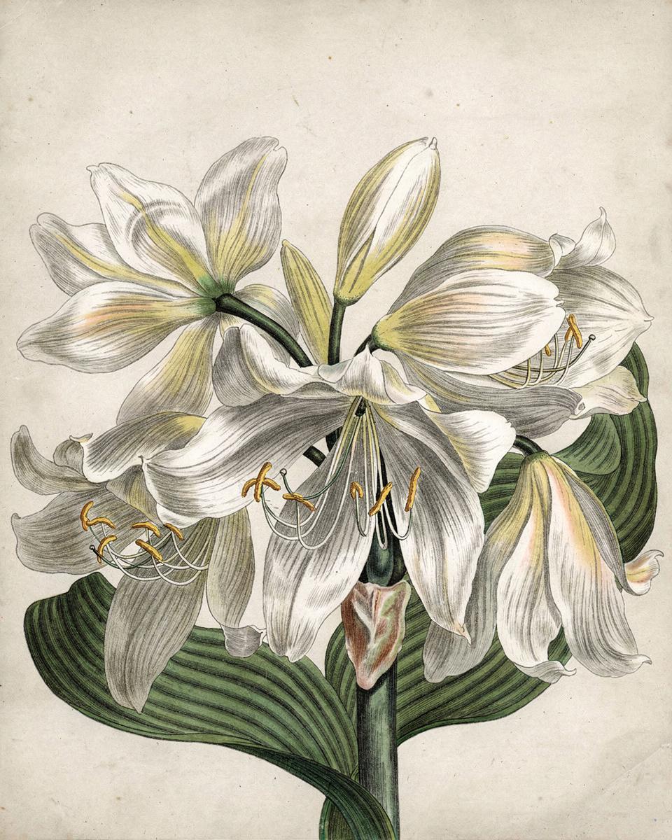 The White Cape Lily, 1806 by Sydenham Edwards (British, 1768–1819), Thomas Curtis — archival fine-art print from Fable