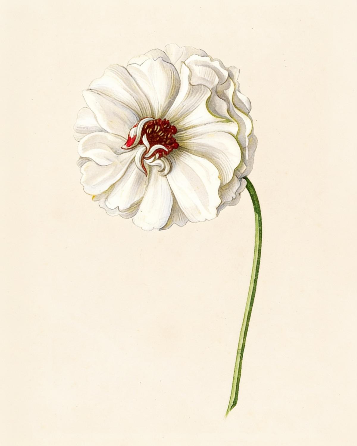 Persian Buttercup (Ranunculus asiaticus) — archival fine-art print from Fable